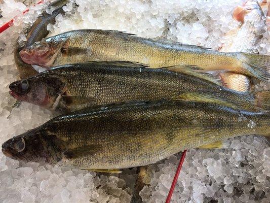 Wild caught Pickrell-Walleye