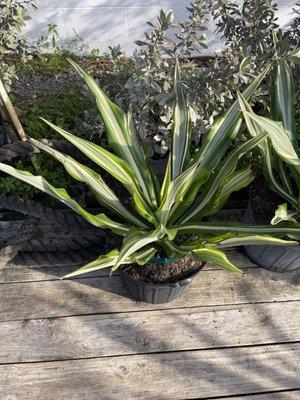 Agave