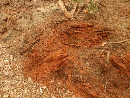 Layers of tree bark, alas not rock... sigh.