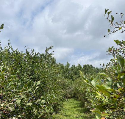 Swift Creek Berry Farm & Greenhouse