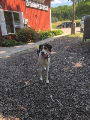 Maggie, the resident dog, smiling for a photo