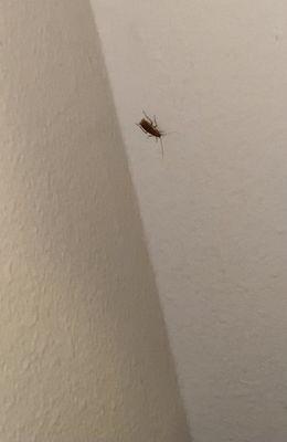 This is a cockroach !