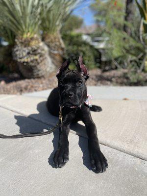 My puppy a couple weeks after ear cropping. This was taken in between her ears being posted.