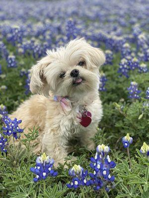 Bella - March 20, 2024 in the Bluebonnets at Muleshoe Bend by Billie Martin