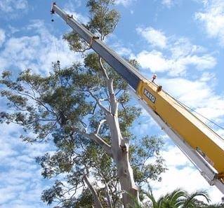 Ashley's Tree Service