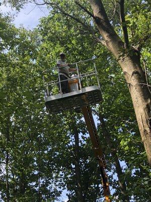 Greg's Tree Service