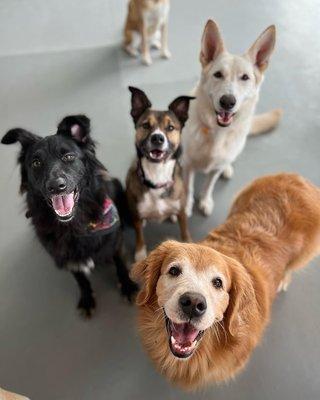 Ready to try doggie daycare? First time guests can try us FREE with 2 complimentary days of daycare.