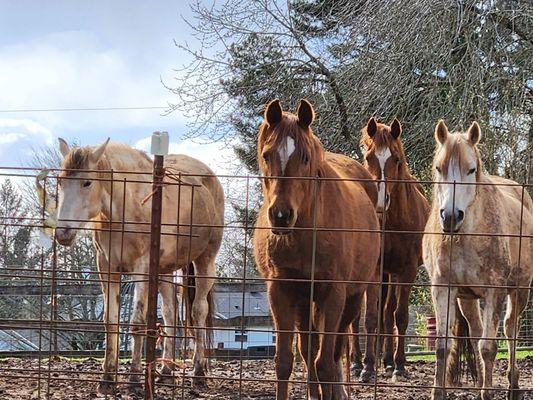 Tollen Farm Arabian horses. All  rescued mares