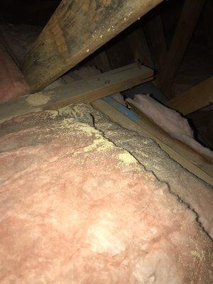 Drywood termite droppings in attic