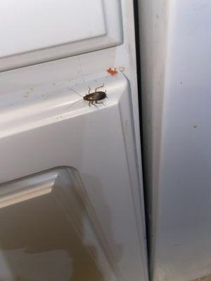 Bugs coming through gaps in cabinets from outside or other units.