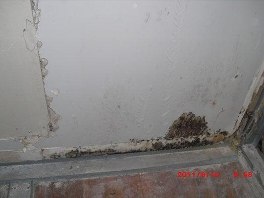 Does your home look like this? Don't let mold stay rent-free! Call us today!