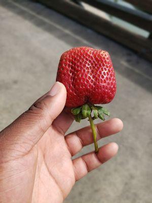 Strawberry