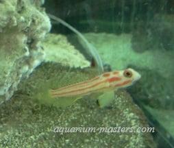 Yasha Haze Goby