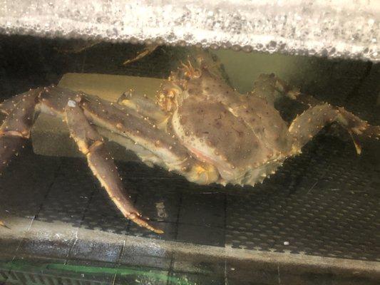 Alaskan King Crab