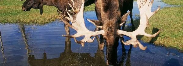 Moose