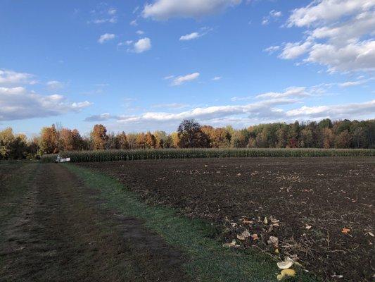 Pumpkin field