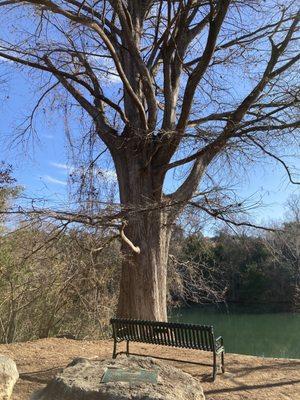 This gorgeous tree has been honored