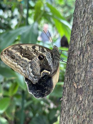 Butterfly exhibits