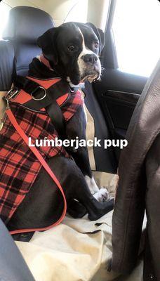 Lumberjack puppers