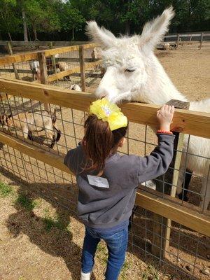 This llama was absolutely adorable and very gentle.