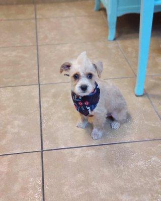 Mohawk on puppy