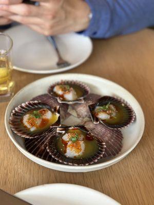 Peruvian Scallop