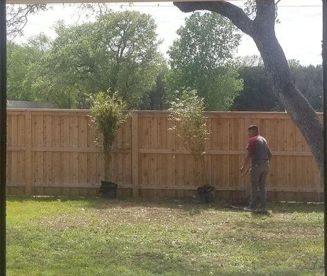 Bamboo being planted in my back yard.