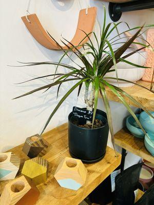 Pretty "Dragon Tree" houseplant on display @ Chevy Chase Florist