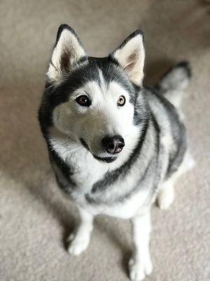 Maya, our adopted baby eyeballing a treat.