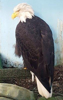 Lady Baltimore: the rescued bald eagle that survived a gunshot through the beak