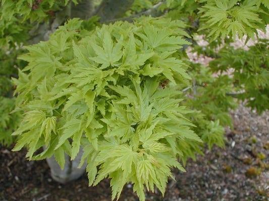 Acer p. Ojishi is Female Lion's head J. Maple.  Here it is in Spring.  Grows to 8' in Landscape.  Size 10=$255.