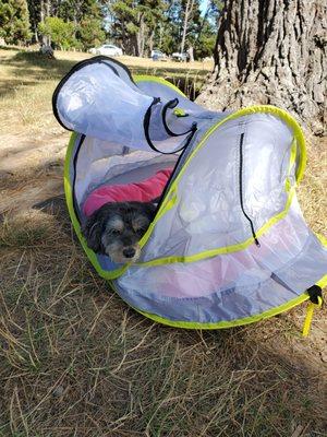 The little beast on her first camping trip