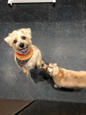 Use their fabrics to make Bandannas for our grooming clients