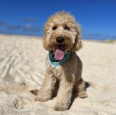 Weebo, 7 month old Mini Goldendoodle