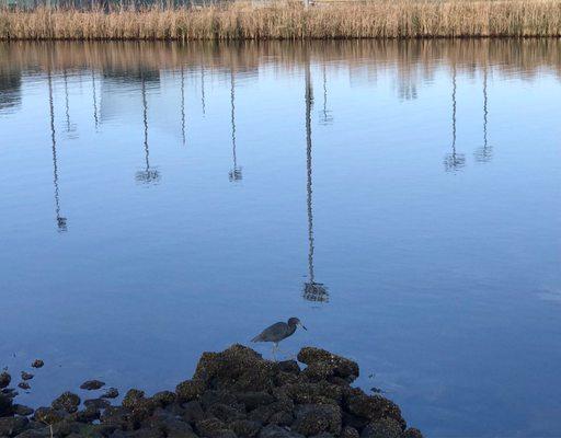 Blue heron fishing.