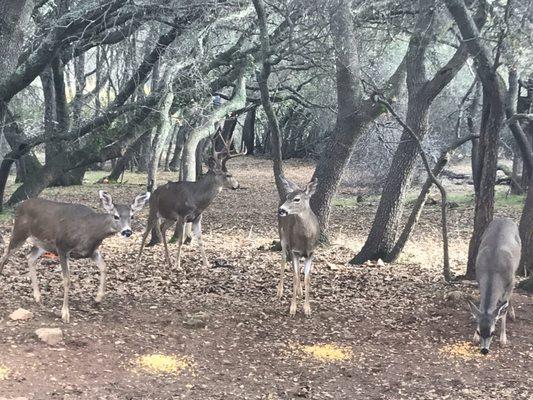 The sanctuary also has some deer friends