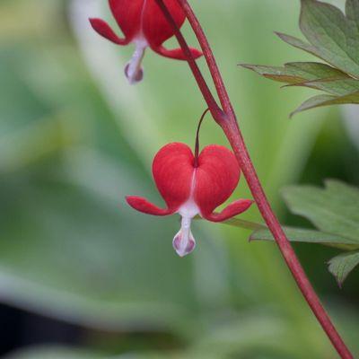 Bleeding Heart