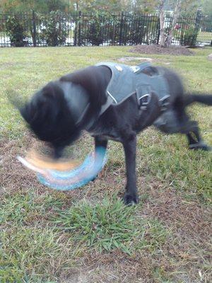 My 70lb Boxer mix having a great time playing in the yard, thanks for regaining some of his independence from physical therapy from Nikki.