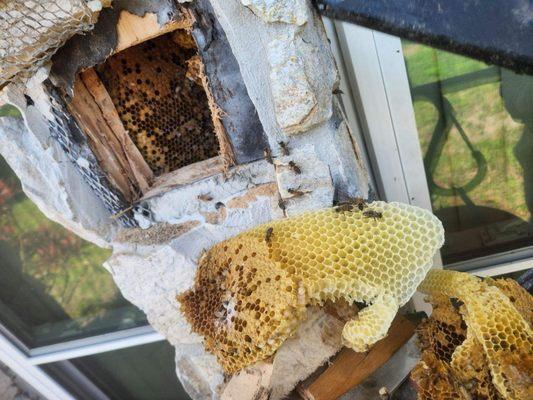 Bee hive removed