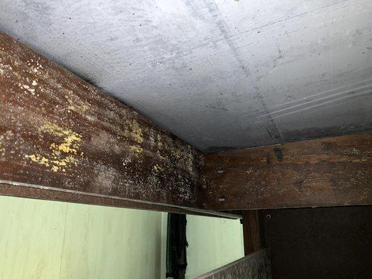 Mold growth can occur soon after a water loss if not mitigated properly.