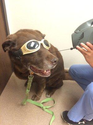 Lupe getting laser therapy