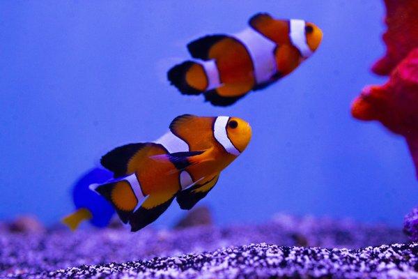 Clownfish