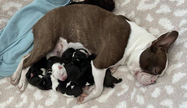 Mama and puppies