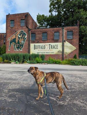 Only distillery with dog friendly tour, free tour, and free tasting!!