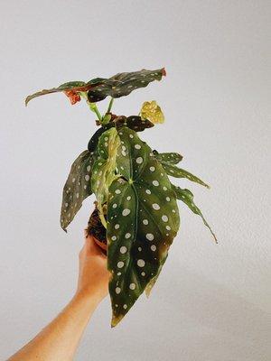 Begonia maculata