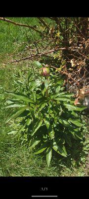 Chinese peony right next to rose bush they cut down