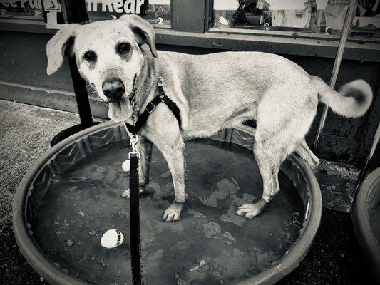 Haley the Labradorable Retriever, enjoying a cool dip on a hot summer day, in the pool outside of 'All the Best' in Ballard.