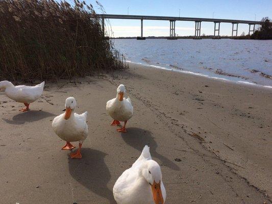 Park residents