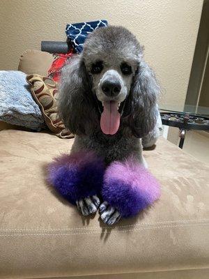 Standard poodle