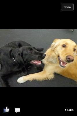 Tonka my black lab and another happy playmate!